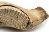Woolly Mammoth Jaw with M Molar - Germany #235234-8